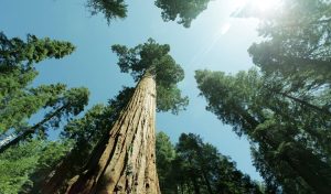 Estudo coordenado pela UEAP revela localização de árvores gigantes na Amazônia