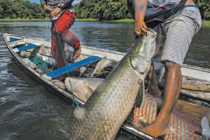 Depois de denúncias, MP proíbe pesca do pirarucu em duas comunidades quilombolas