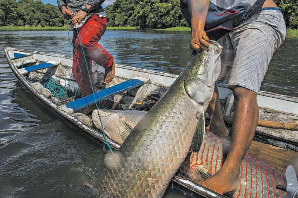 Depois de denúncias, MP proíbe pesca do pirarucu em duas comunidades quilombolas