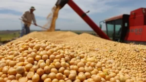 Amapá se destaca no aumento da safra de grãos desde 2024, aponta Conab